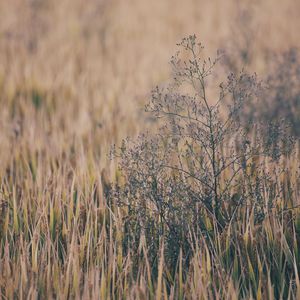 动漫美女裸体露胸无遮挡无马赛

